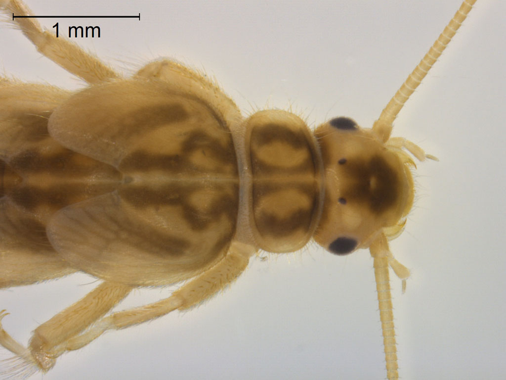 Siphonoperla burmeisteri